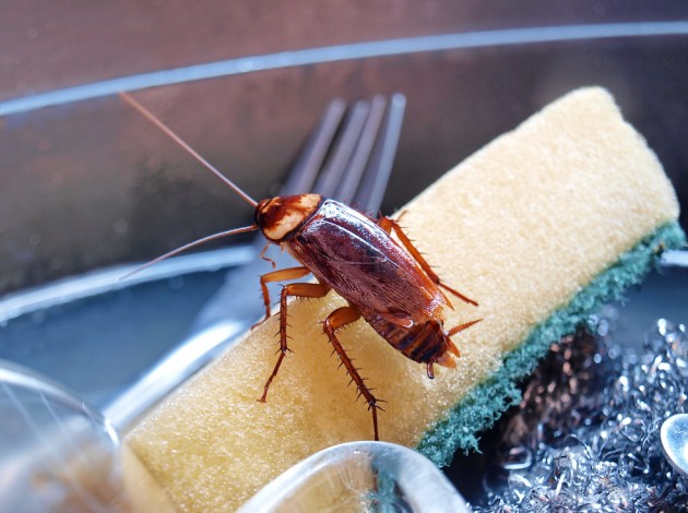 Почему от тараканов так трудно избавиться? Объясняет биолог