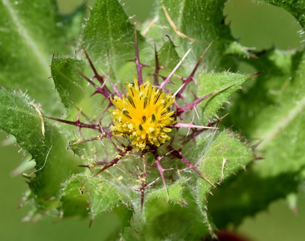 Полевой цветок, растущий на Кавказе, способствует восстановлению нервных волокон
