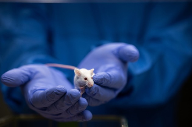 У лабораторных мышей обнаружили склонность обманывать ученых