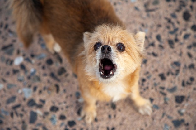 Что такое «синдром ярости» у собак?