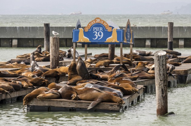 Морские львы оккупировали причал в американском мегаполисе: фото и видео