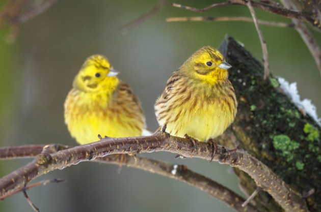 Народные приметы на 3 марта — Ярило с овсянкой и Лев