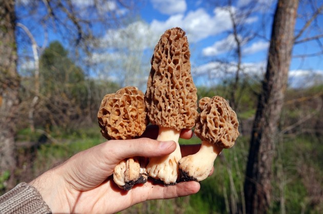 Весенние грибы: не перепутайте с ядовитыми