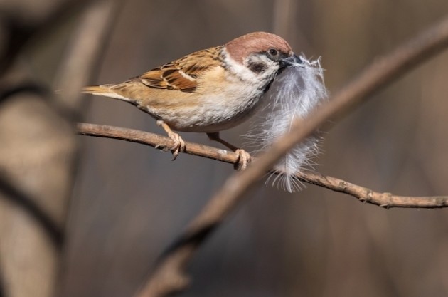 Народные приметы на 18 апреля — Федулов день